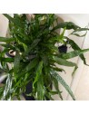 Microsorum Pteropus XL  - 1