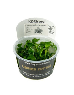 Schismatoglottis prietoi 1-2-Grow! limited edition Tropica - 1