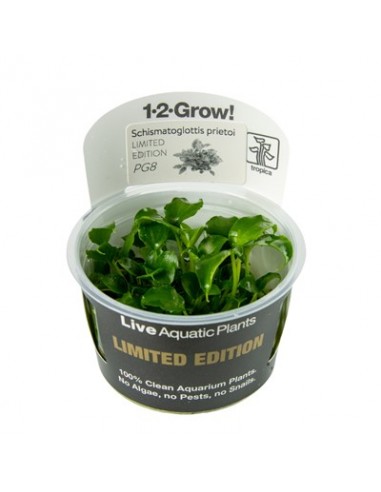 Schismatoglottis prietoi 1-2-Grow! limited edition Tropica - 1
