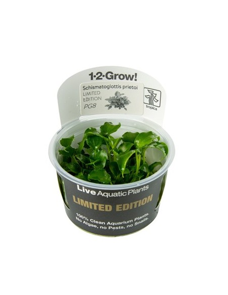 Schismatoglottis prietoi 1-2-Grow! limited edition Tropica - 1