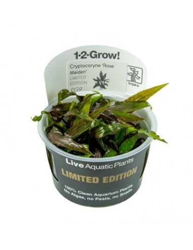 Cryptocoryne nurii var. raubensis 'Rose Maiden' Tropica - 1