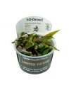 Cryptocoryne nurii var. raubensis 'Rose Maiden' Tropica - 1