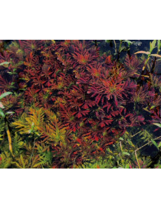 Hygrophila difformis red triflora  - 2