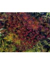 Hygrophila difformis red triflora  - 2