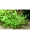 Hygrophila difformis  - 1