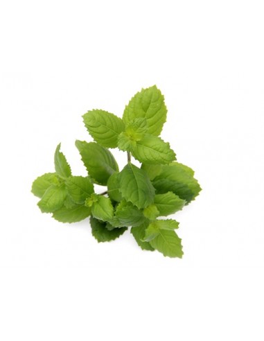 Hygrophila difformis  - 2