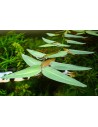 Hygroryza aristata  - 1