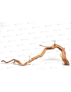 Racine Curl Wood S 30 À 55cm 1p AQUA DECO - 3