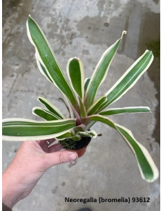 Neoregelia mix  - 1