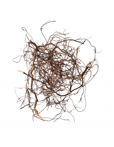 Wio Roots Mini Root WIO - 3