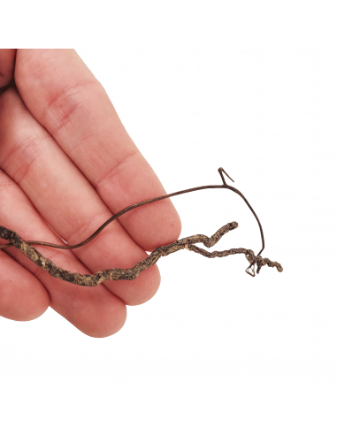 Wio Roots Mini Root WIO - 4