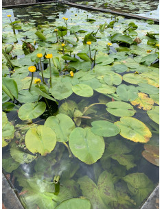 Nuphar lutea  - 1