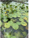 Nuphar lutea  - 1