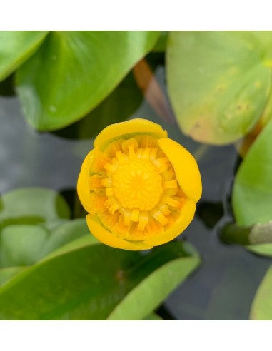Nuphar lutea  - 2