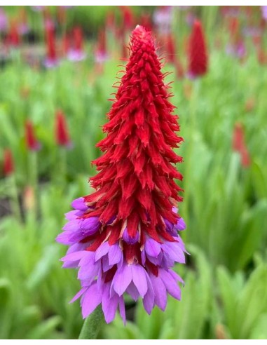PRIMULA viale  - 1