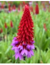 PRIMULA viale  - 1