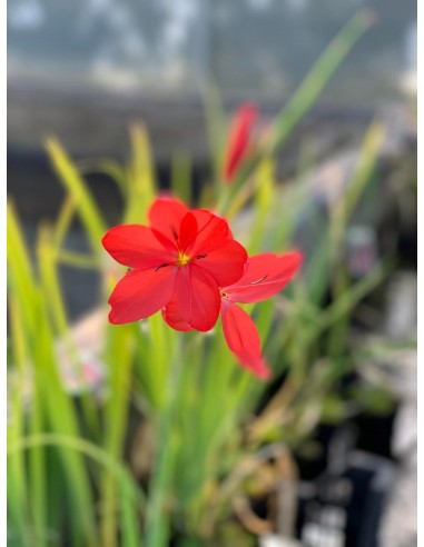 Schizostylis coccinea Major  - 2