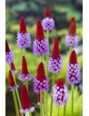 PRIMULA viale  - 3