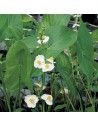 SAGITTARIA latifolia  - 1
