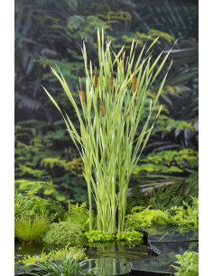 TYPHA lat. Variegata  - 1
