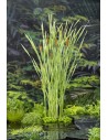 TYPHA lat. Variegata  - 1