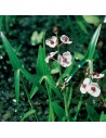 SAGITTARIA sagittifolia  - 1
