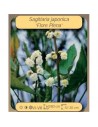 SAGITTARIA jap. plena  - 1