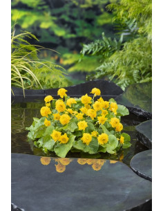 CALTHA palustris Multiplex  - 1