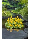 CALTHA palustris Multiplex  - 1