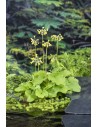 PRIMULA florindae  - 1