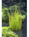 EQUISETUM fluviatilis  - 1