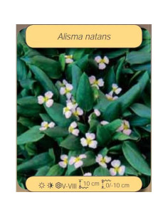 ALISMA natans  - 1