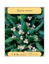 ALISMA natans  - 1