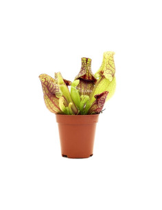 Sarracenia mix  - 1