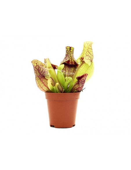 Sarracenia mix  - 1
