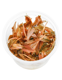 Cryptocoryne wendtii 'Pink Panther' in vitro  - 1