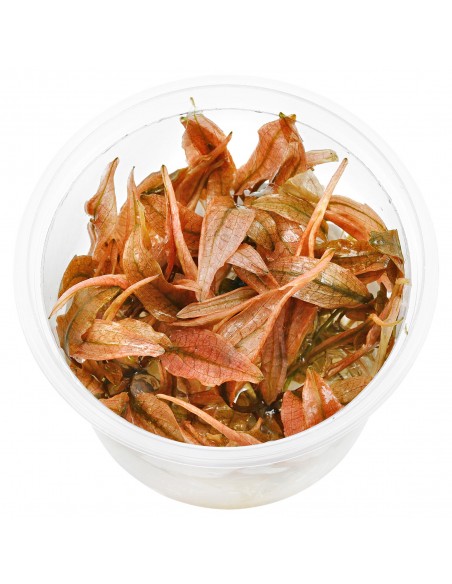 Cryptocoryne wendtii 'Pink Panther' in vitro  - 1