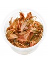Cryptocoryne wendtii 'Pink Panther' in vitro  - 1