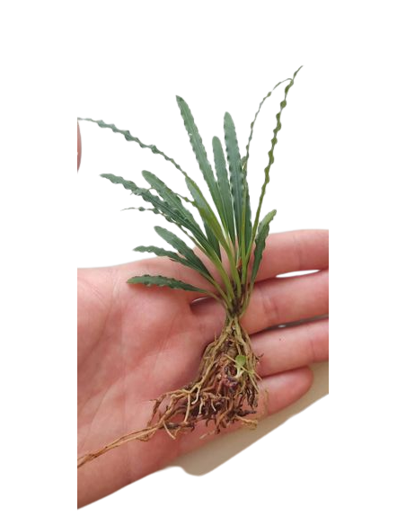 Fenestratarum Mulyadii Tropica - 1