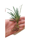 Fenestratarum Mulyadii Tropica - 1