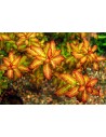 Ludwigia sp. Senegalensis  Guinea - Dark Orange invitro  - 1