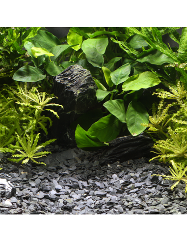 copy of 1 Dennerle - 1