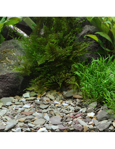 Dennerle Natural Gravel Rio Xingu, 2-22 Mm, 2,5 Kg Dennerle - 1