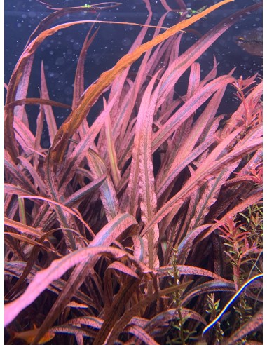 Cryptocoryne pink panther  - 1