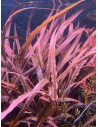 Cryptocoryne pink panther  - 1