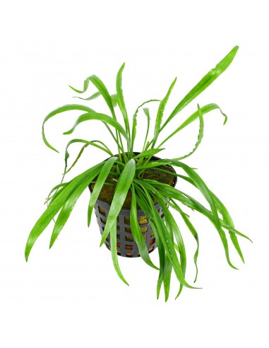 Cryptocoryne pink panther  - 2