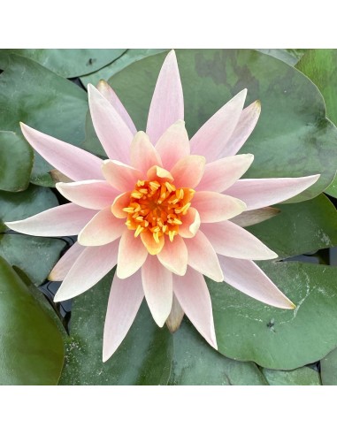 Nymphaea 'Colorado' (3L.)  - 2