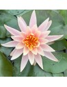 Nymphaea 'Colorado' (3L.)  - 2