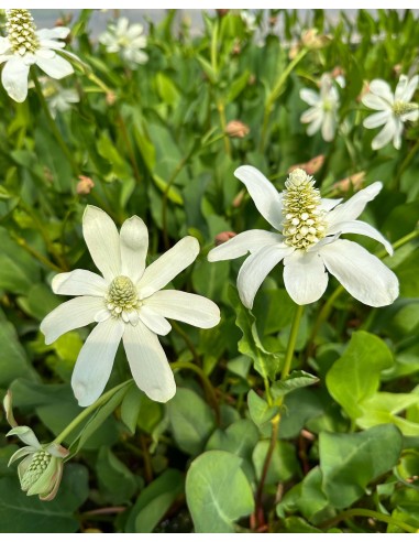 Anemopsis californica  - 2