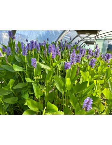 Pontederia cordata  - 3